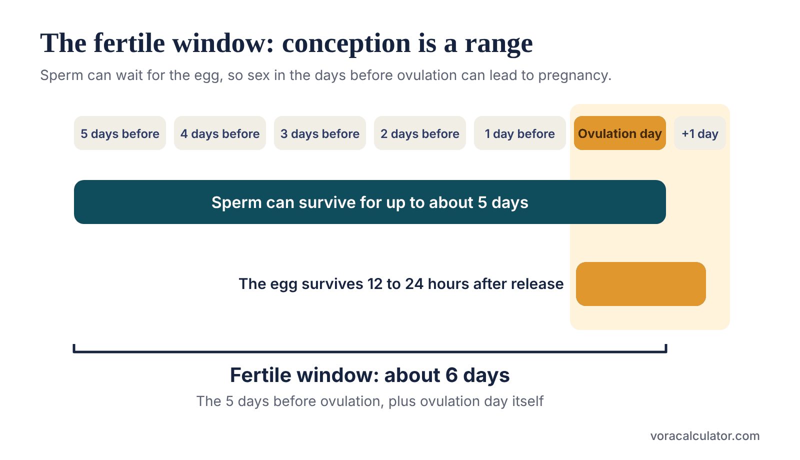 Diagram of the fertile window: sperm can survive up to about five days before ovulation and the egg survives 12 to 24 hours after release, giving a fertile window of about six days.